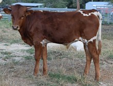 unnamed bull calf